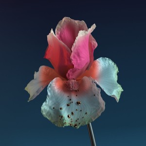 MUZIQ blog:オージー☆素敵！！　FLUME