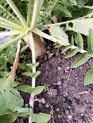 オーガニック? 無農薬?