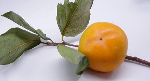 今年のいちせさん家の干し柿、販売終了しました。