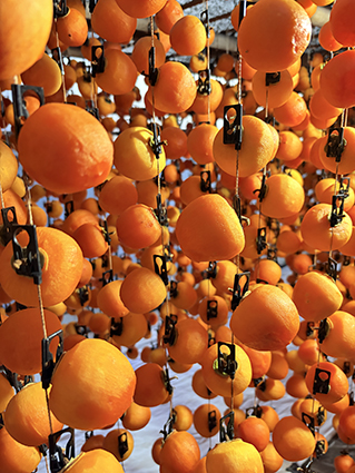 2025年 干し柿作りスタート!