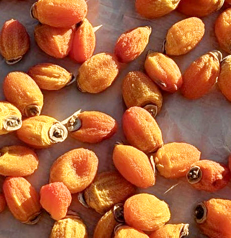 ちっちゃい柿がたくさん!