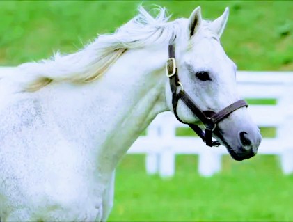 さいたま市の香り
