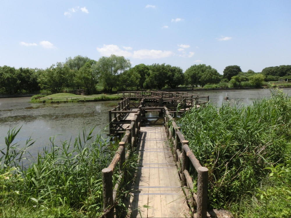 鑑賞池(彩湖・道満グリーンパーク)