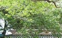 千年の都