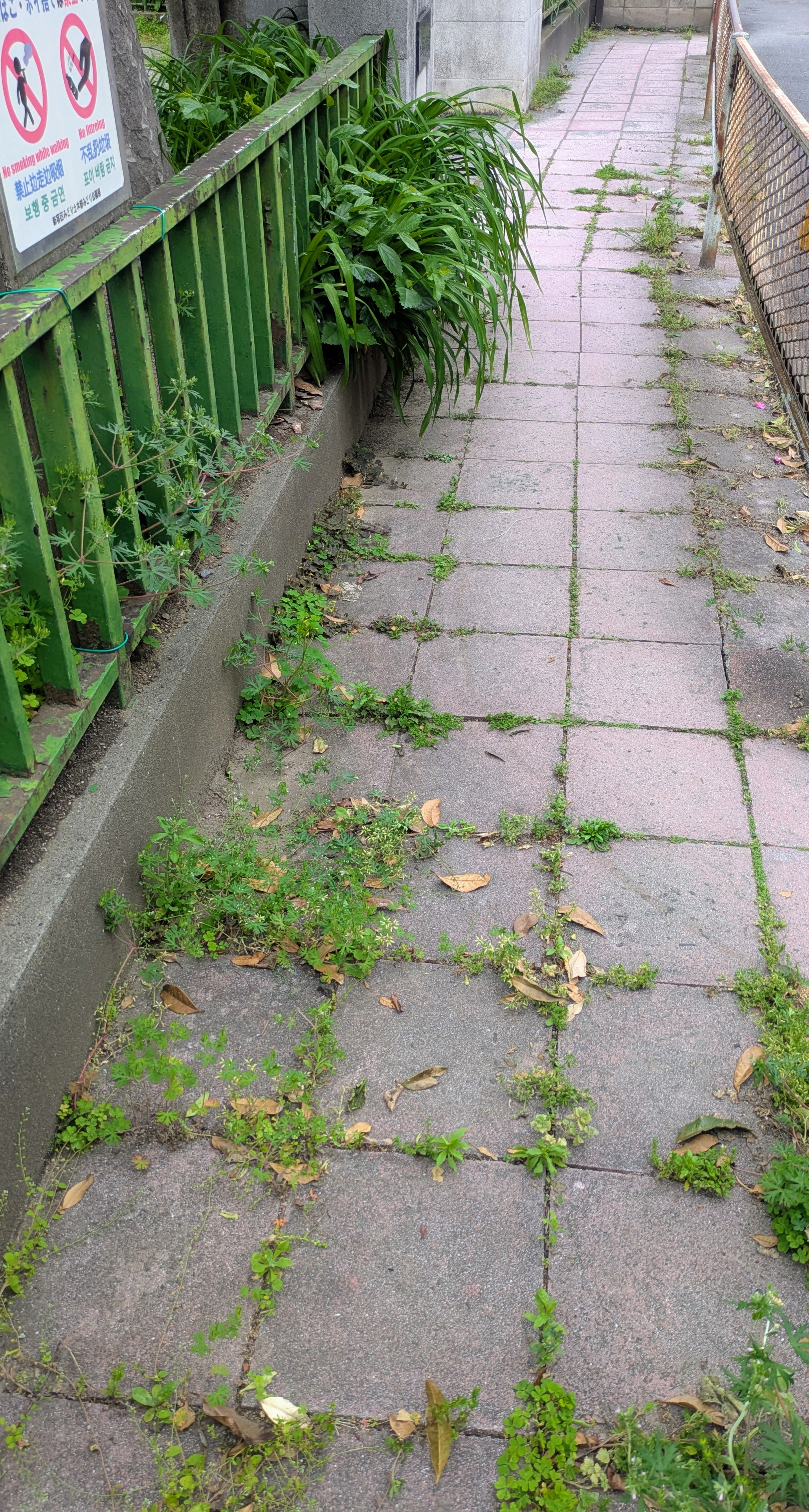 街路樹政策