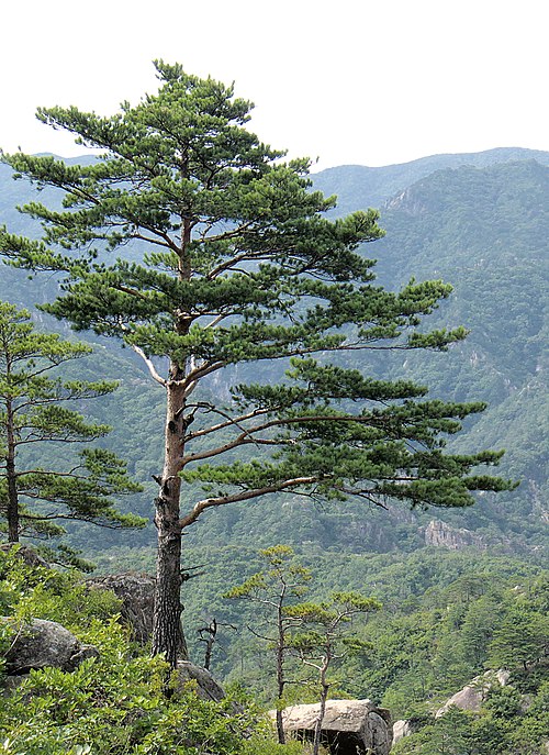 松山と青山