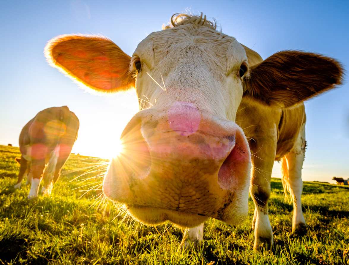 牛のゲップのメタンガスは地球温暖化の原因について