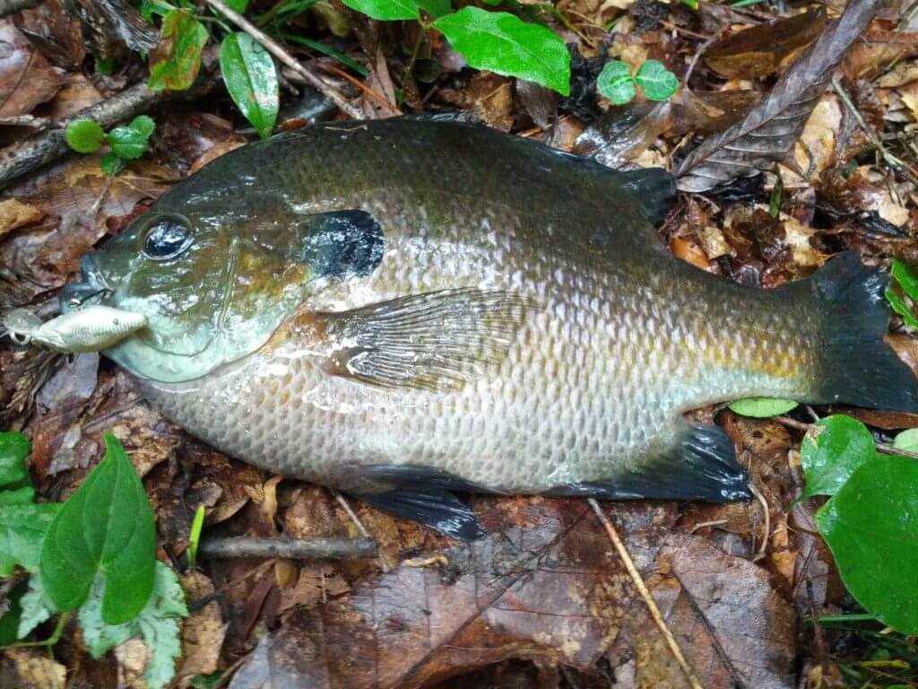 ブラックバス🐟+家庭菜園付マンション＝🤘