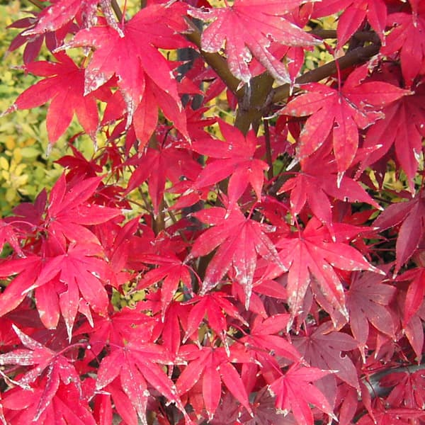 紅葉＝呉葉＝外国人？