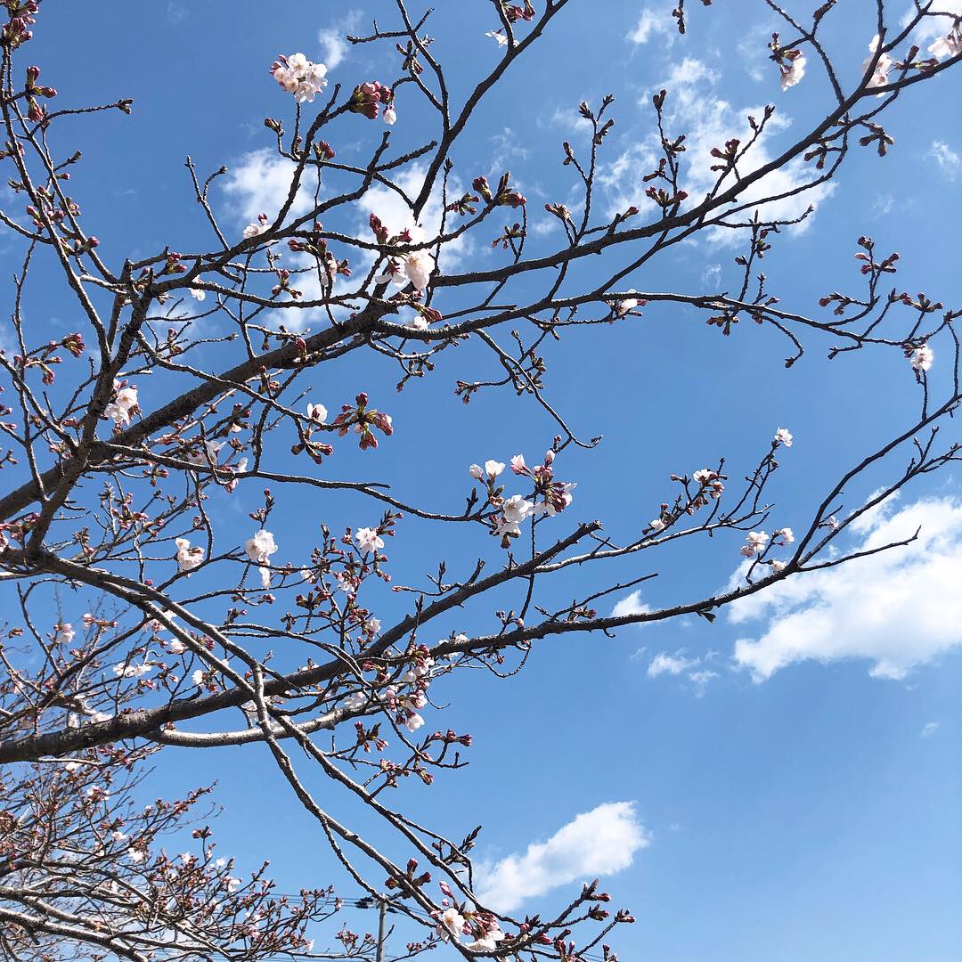 ・・桜・・