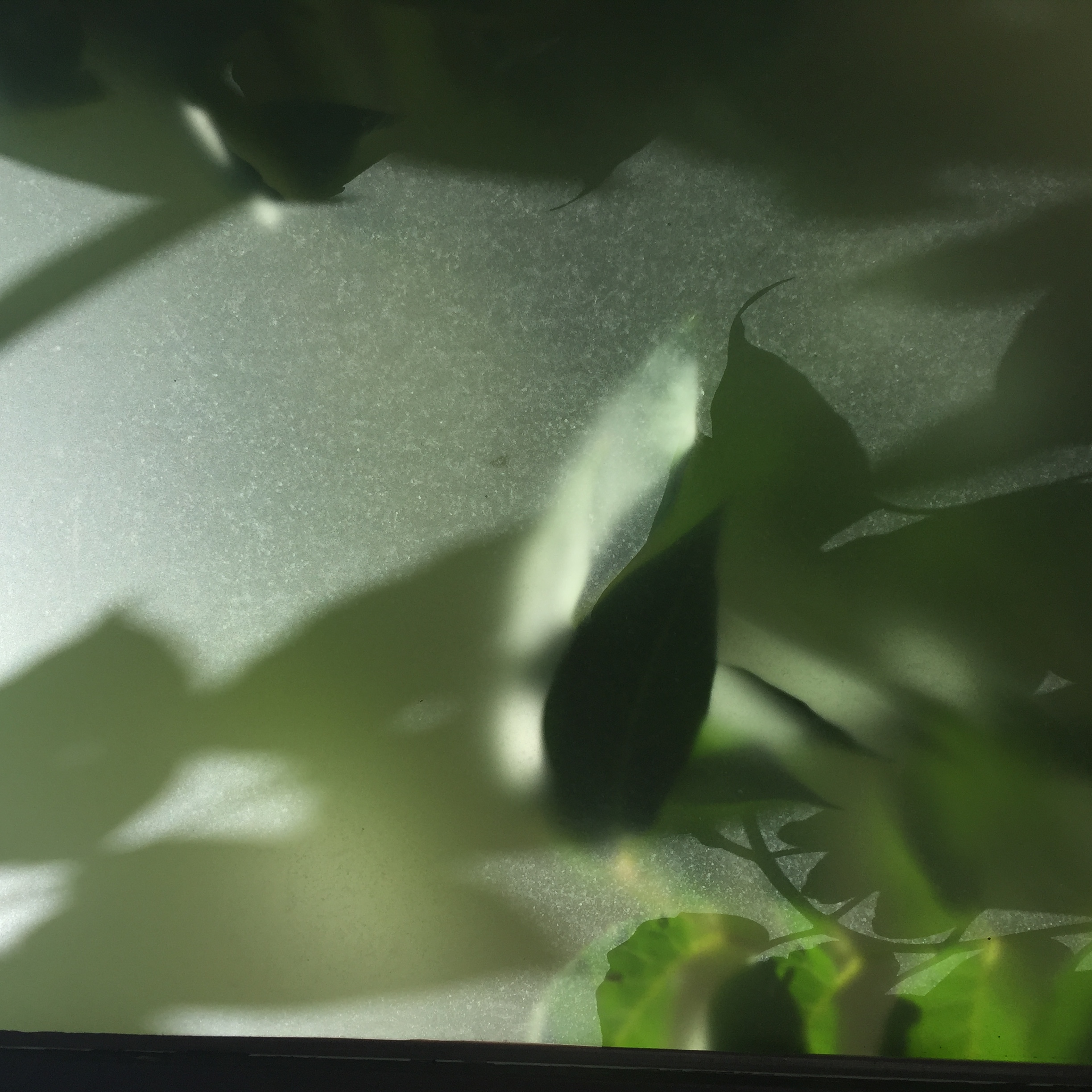 明日１０月３１日で２５%OFFセールが終わります