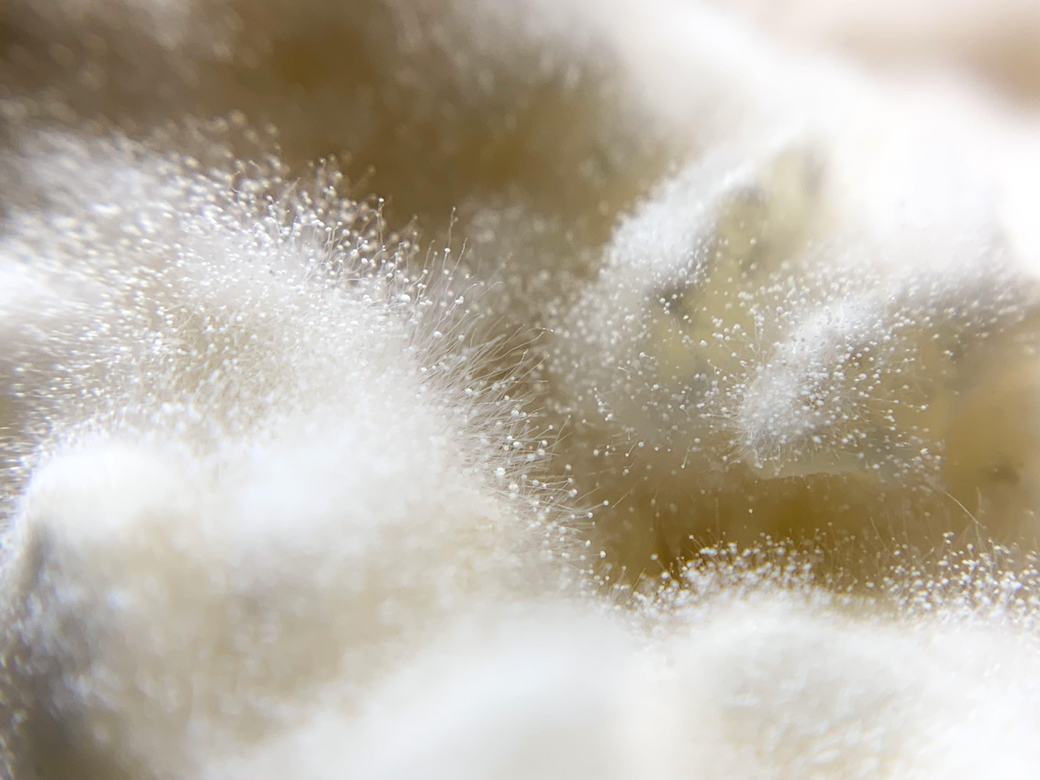 【年末年始のご注文対応に関して】