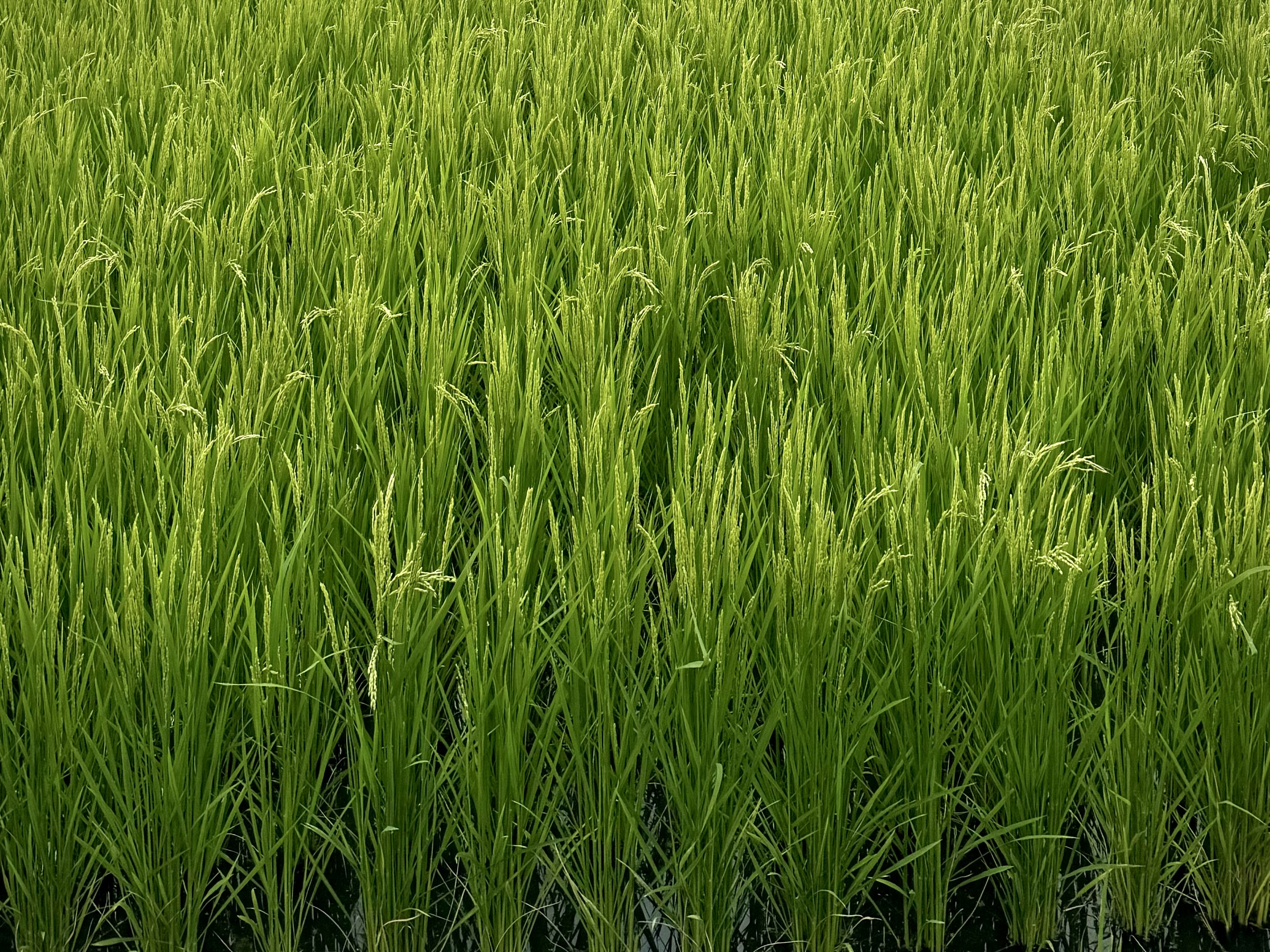 🍆🥒夏季休暇のお知らせ