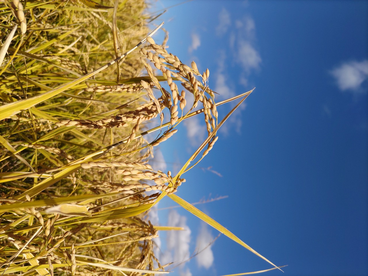 稲刈り進んでます