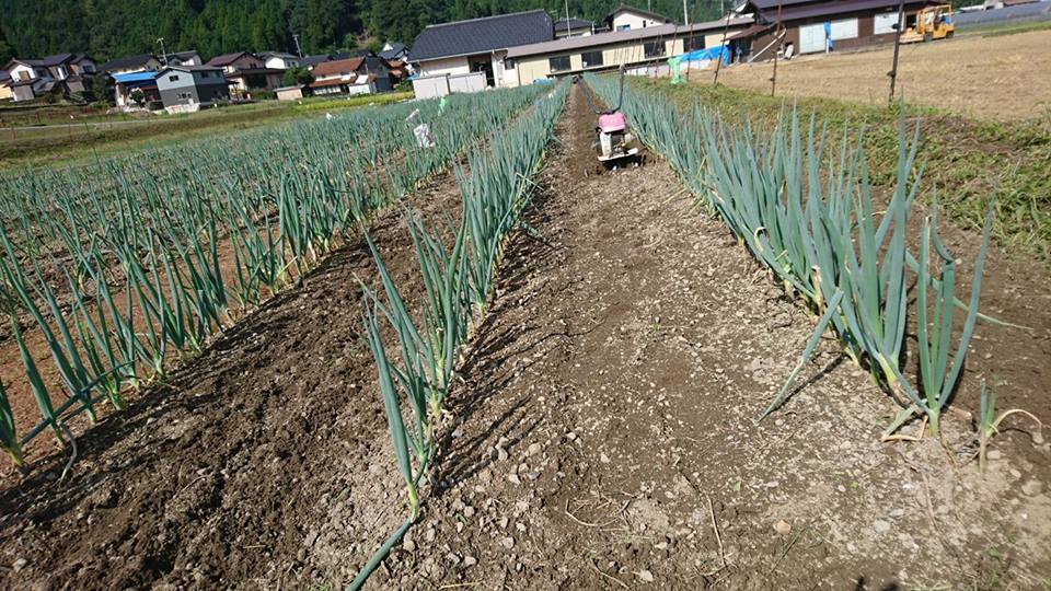 石倉一本ネギの季節です！
