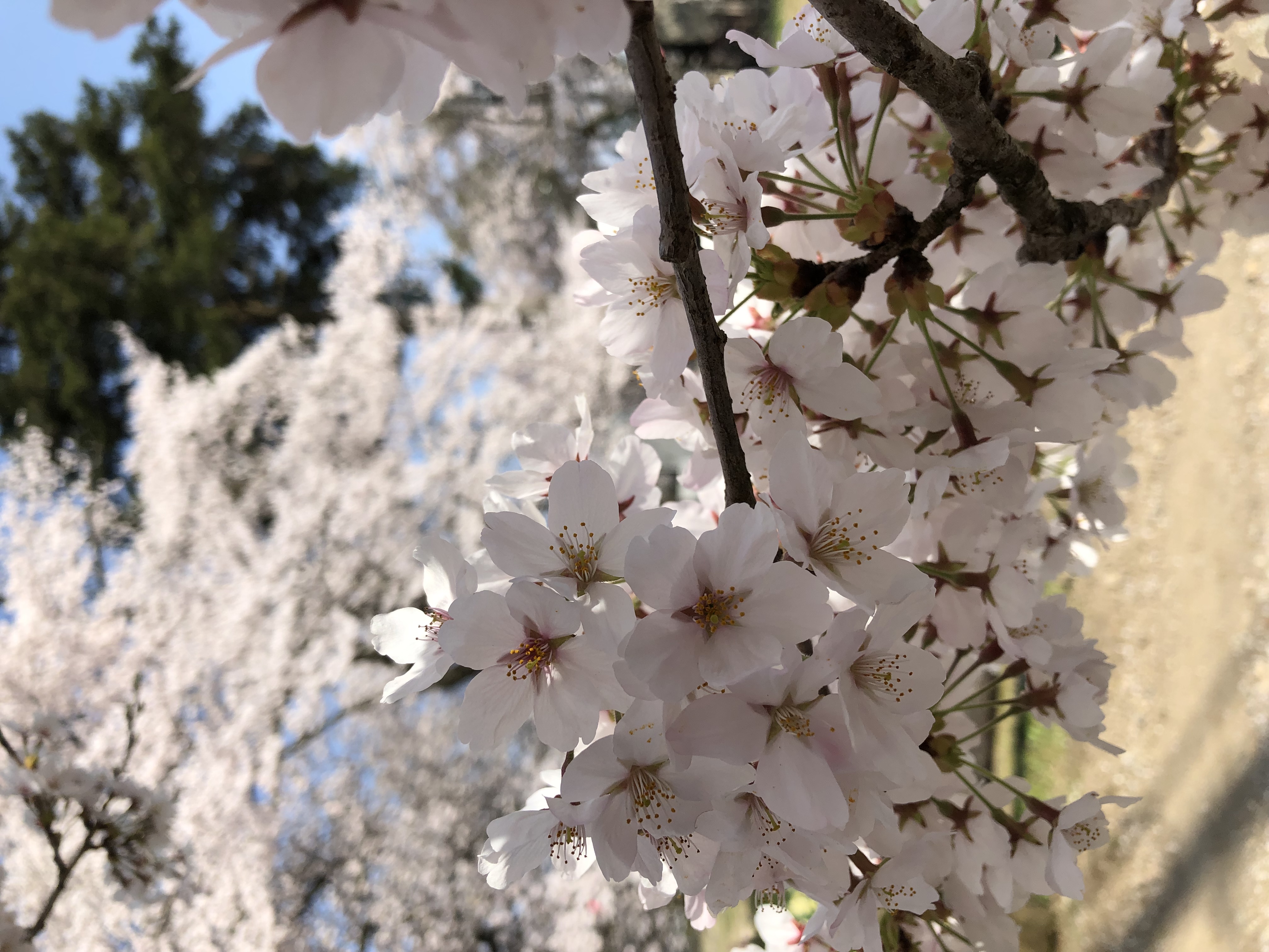 今年の挑戦❗️ 山桜の件