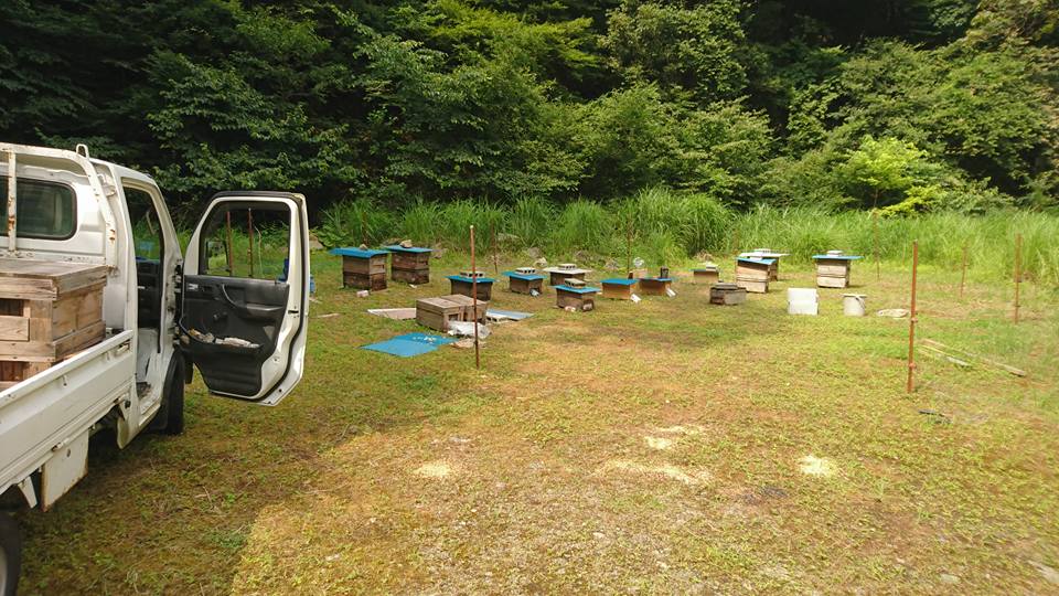 今年のシーズン最後の蜜源　からすざんしょう　の蜜が吹き始めました。