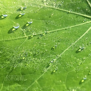 水玉