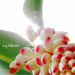 月桃の花