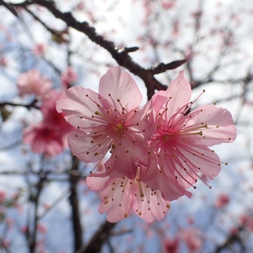 いちばん桜