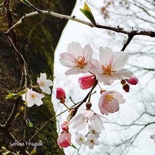 桜と雪