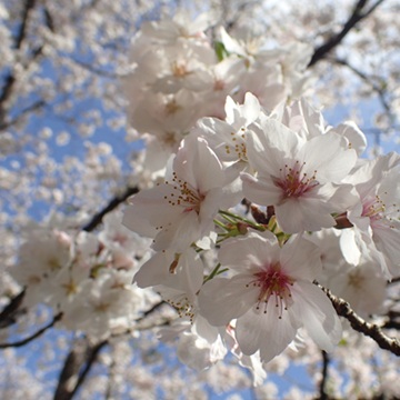 桜