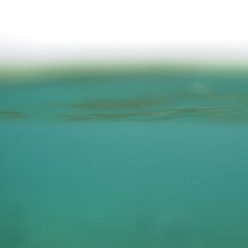 海の生き物
