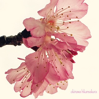 一番桜
