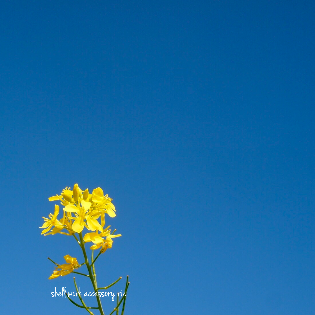 菜の花