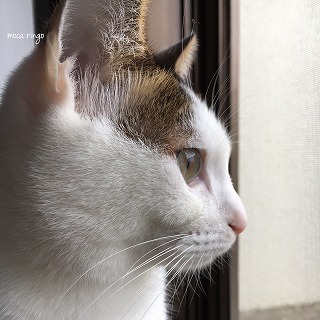 風廻