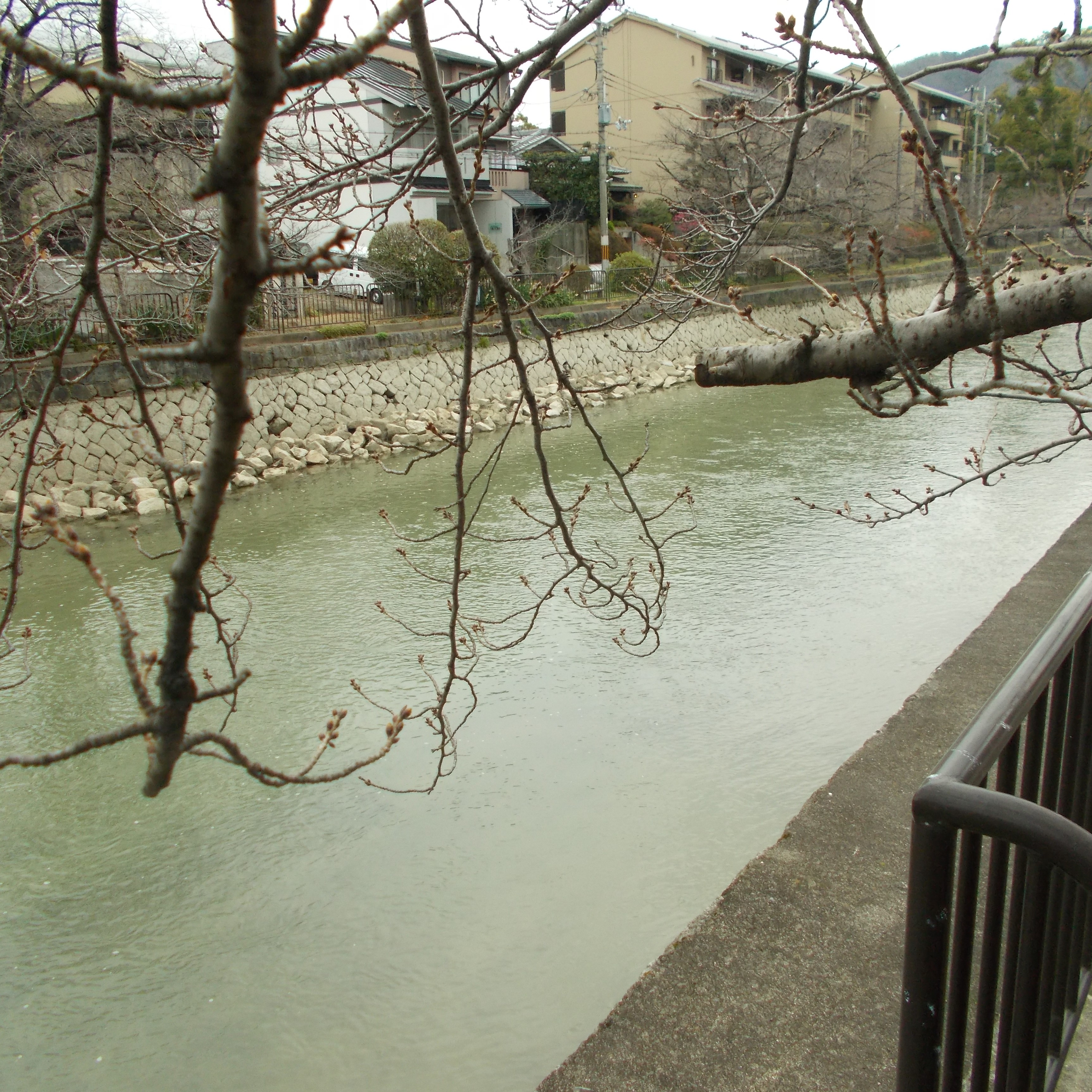 【京都は岡崎の疎水の桜、まだ蕾・・】