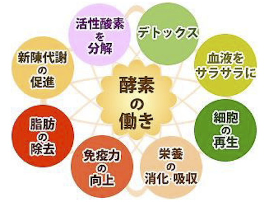 「酵素と酵母」のホントのお話