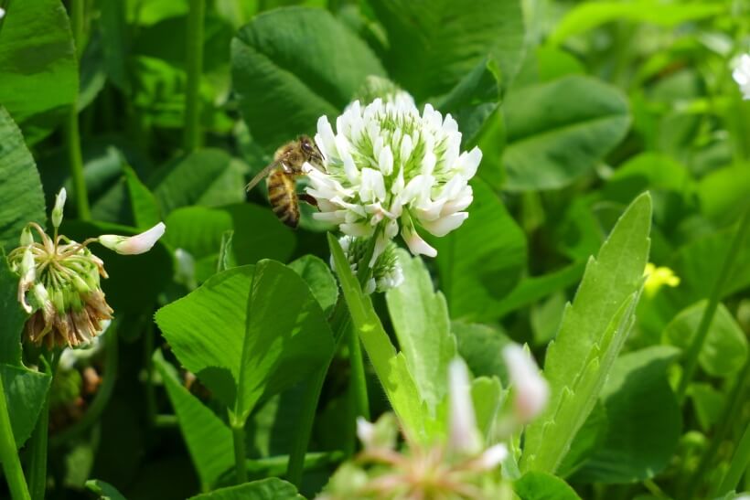 クローバーの花に寄るミツバチとシロツメクサの由来