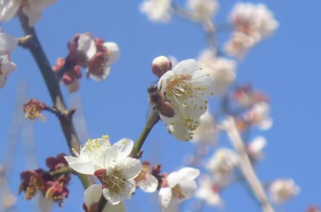 梅の花に寄る蜂さん