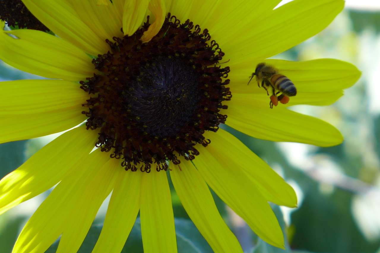 ひまわりに訪花する蜜蜂