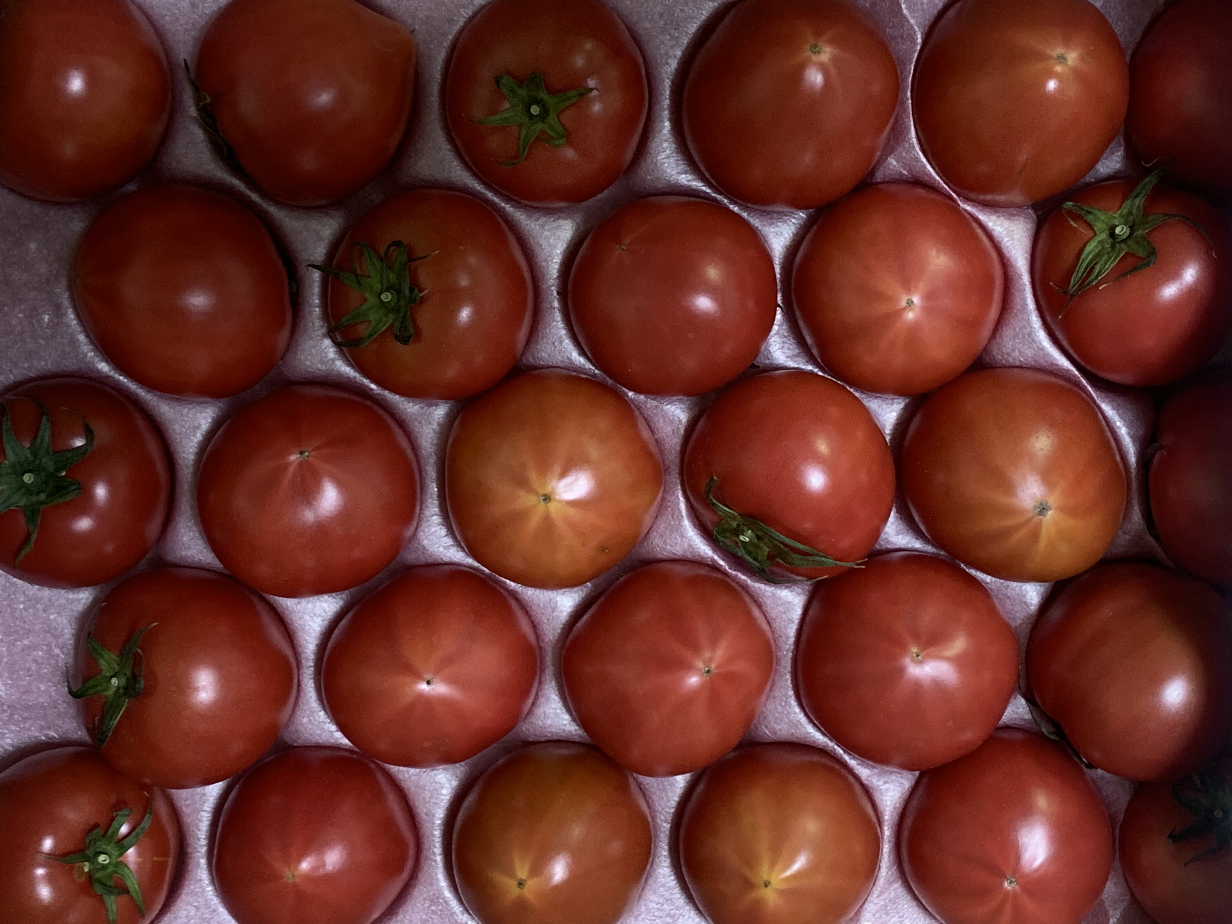 自然受粉されたトマト