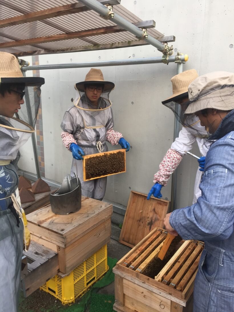 聖学院みつばちプロジェクト内検