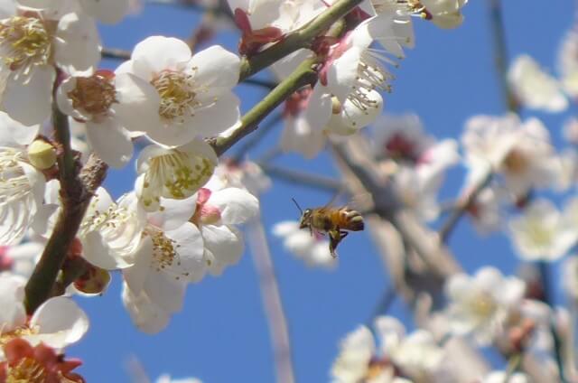 今日の江戸蜂蜜のミツバチ