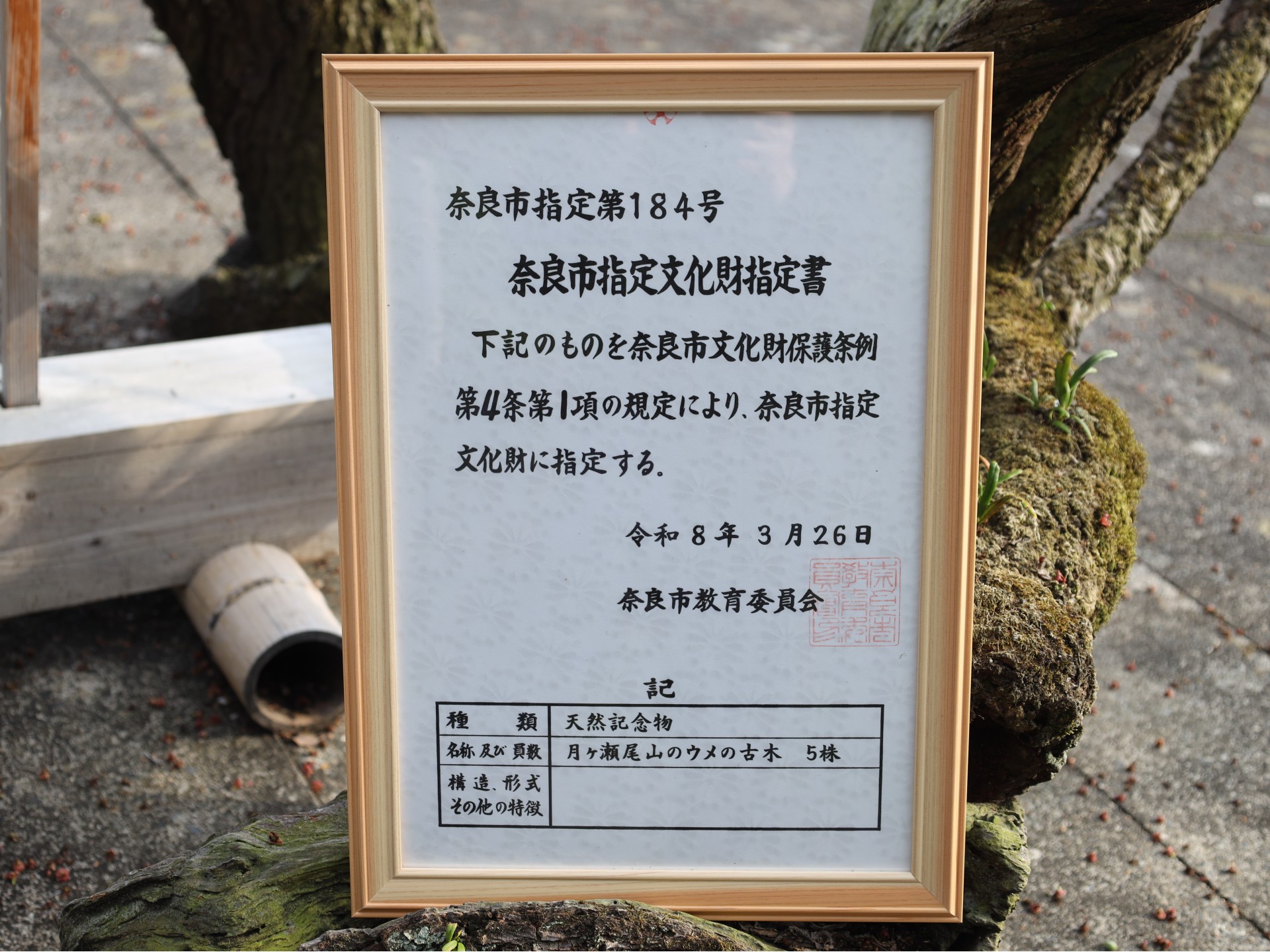 奈良市指定文化財　城州白