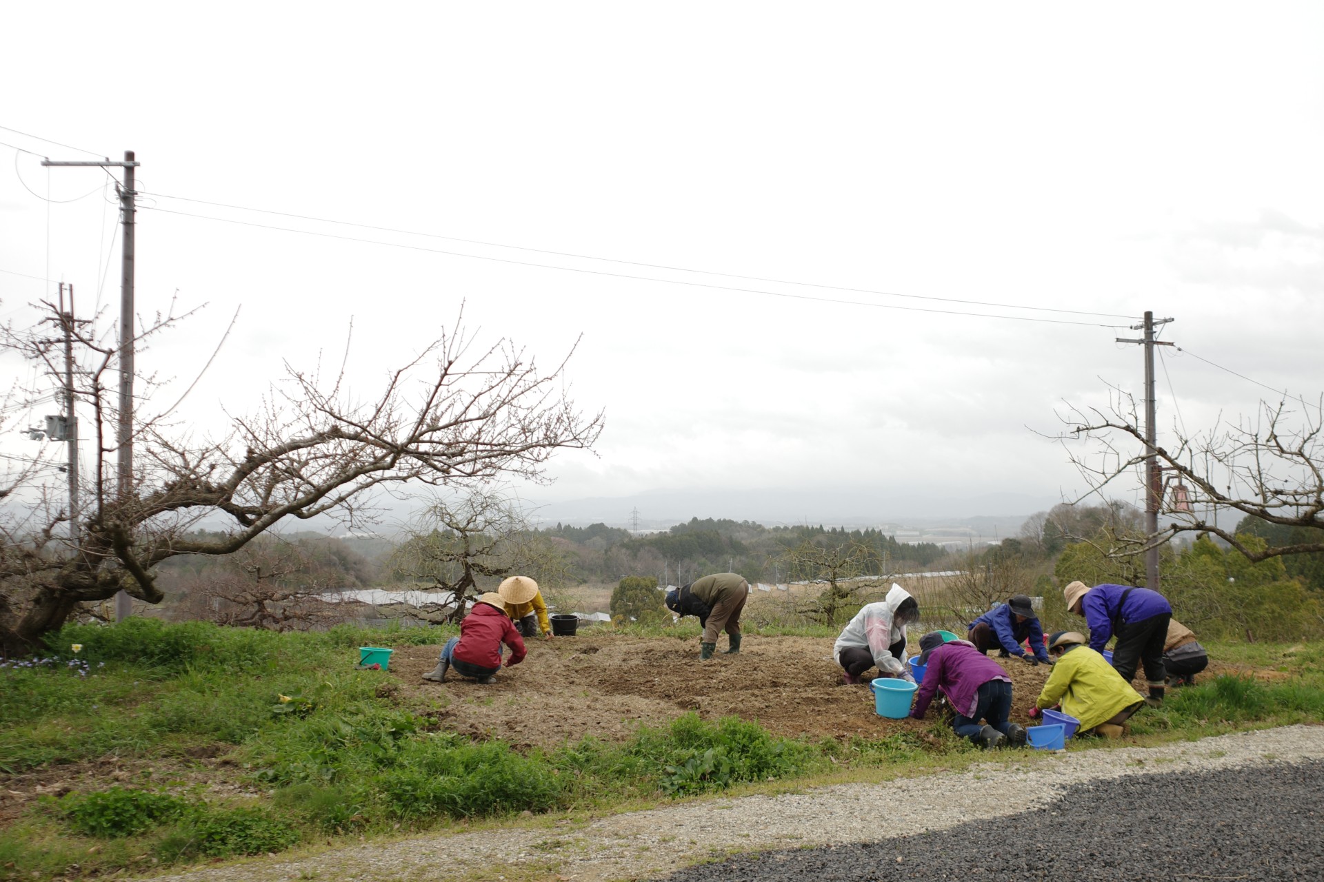 紅花栽培と紅花染めコース