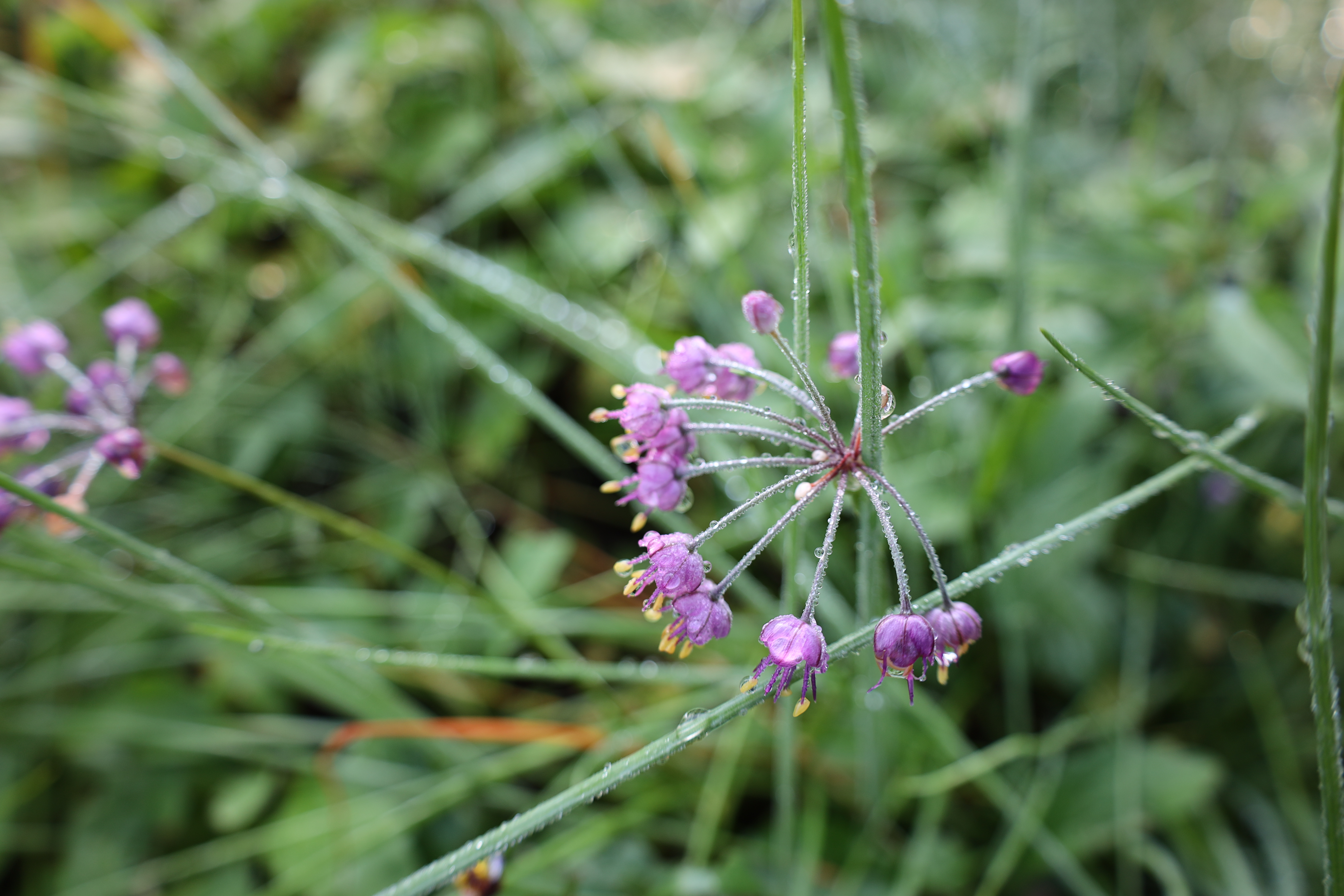 らっきょうの花