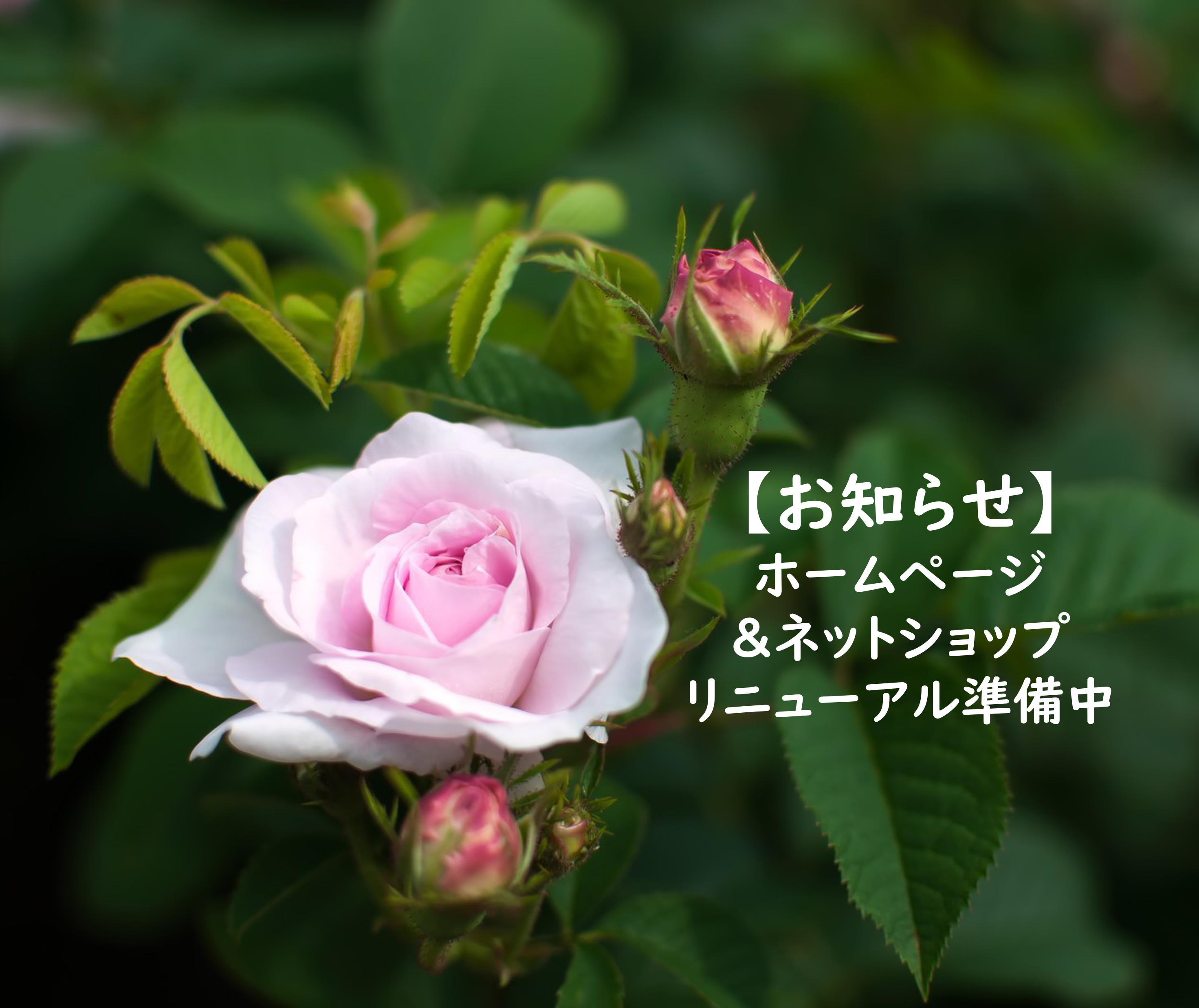 【お知らせ】～ホームページとネットショップ リニューアル準備中～