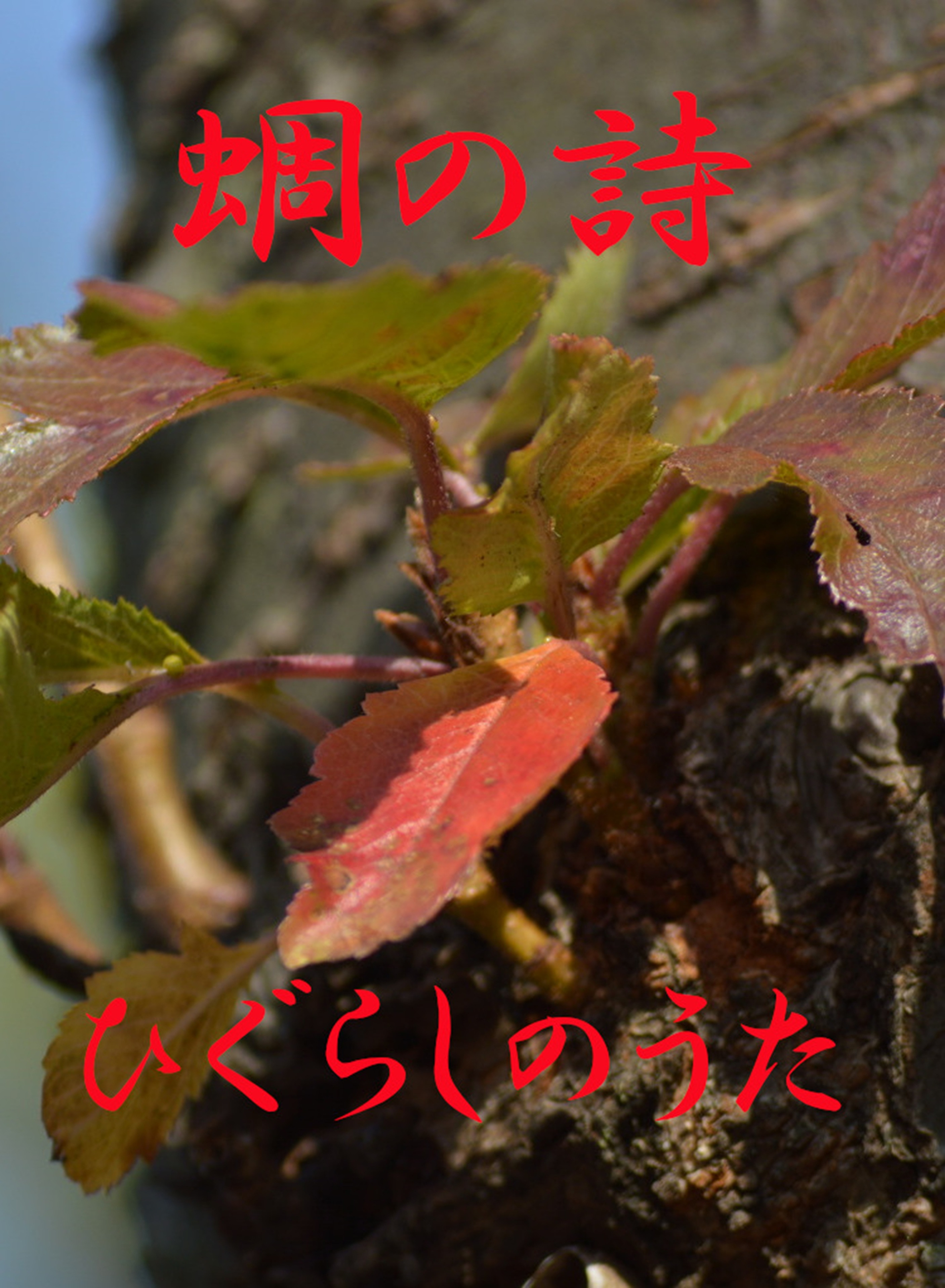蜩の詩（ひぐらしのうた）