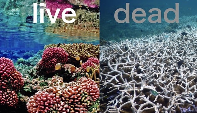 サンゴ礁を復活させる「泡おもいSPせっけん」&国際映画祭ドキュメンタリー予告v1