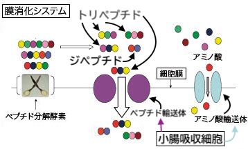 【コラーゲンの真実】Vol. 2