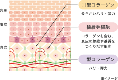 【進学前の家庭が見直すべき「身体の基礎」──コラーゲンの真実】Vol. 1