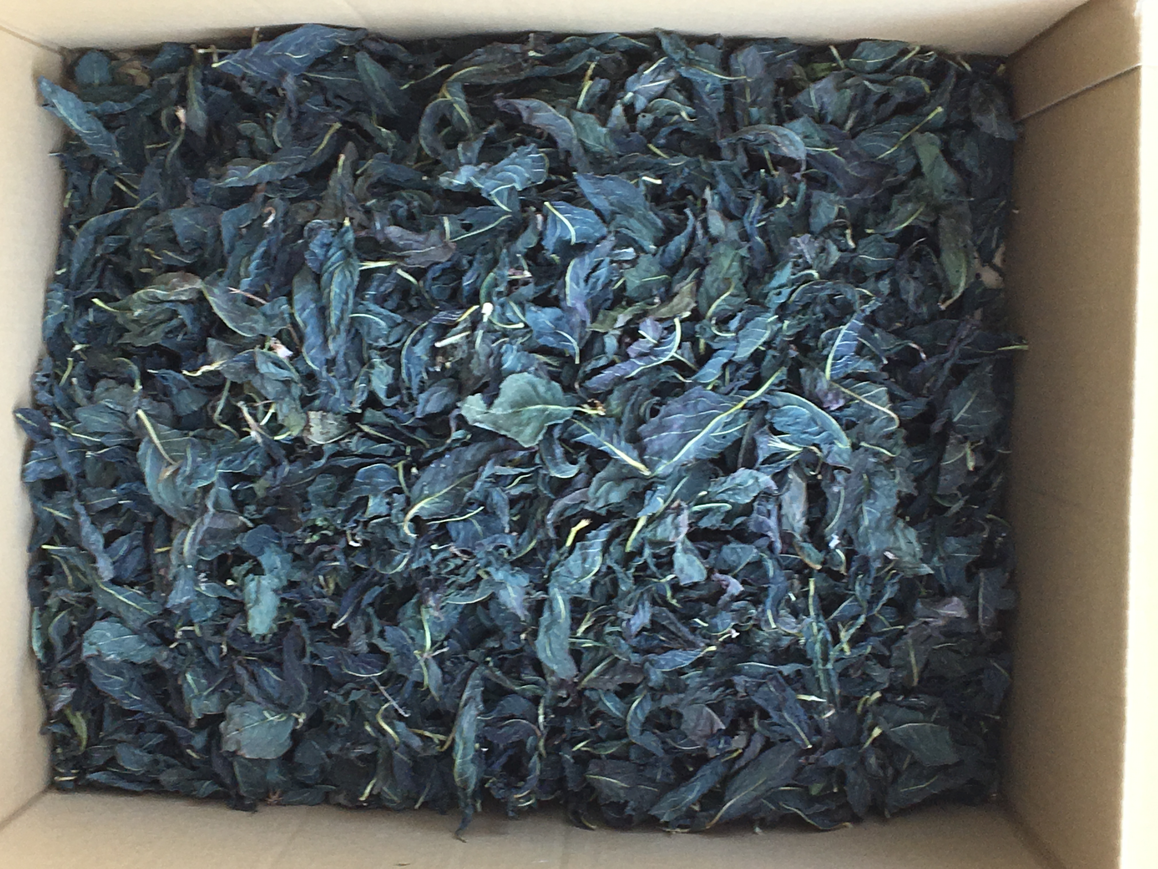 藍の乾燥葉