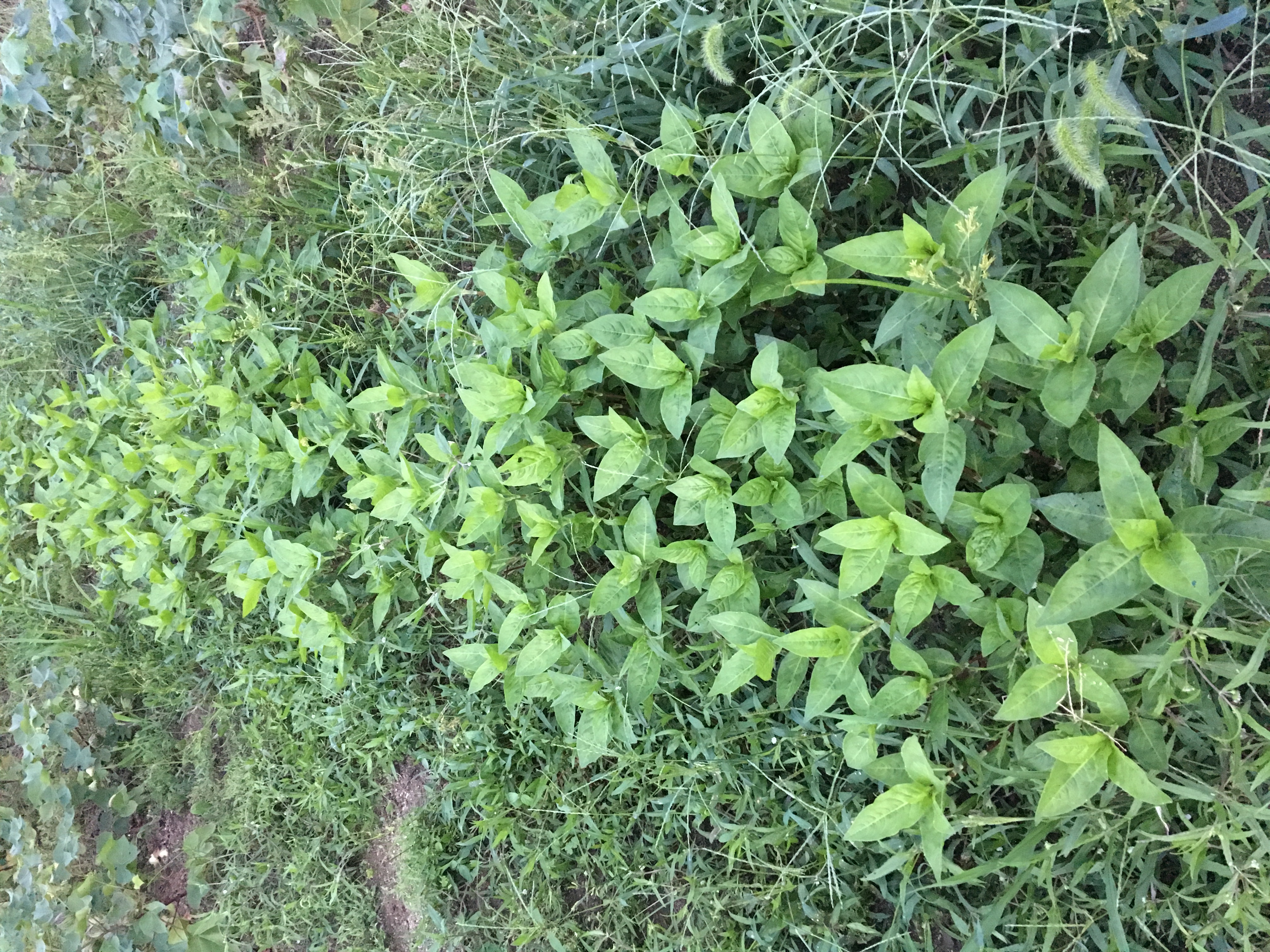 藍の成長