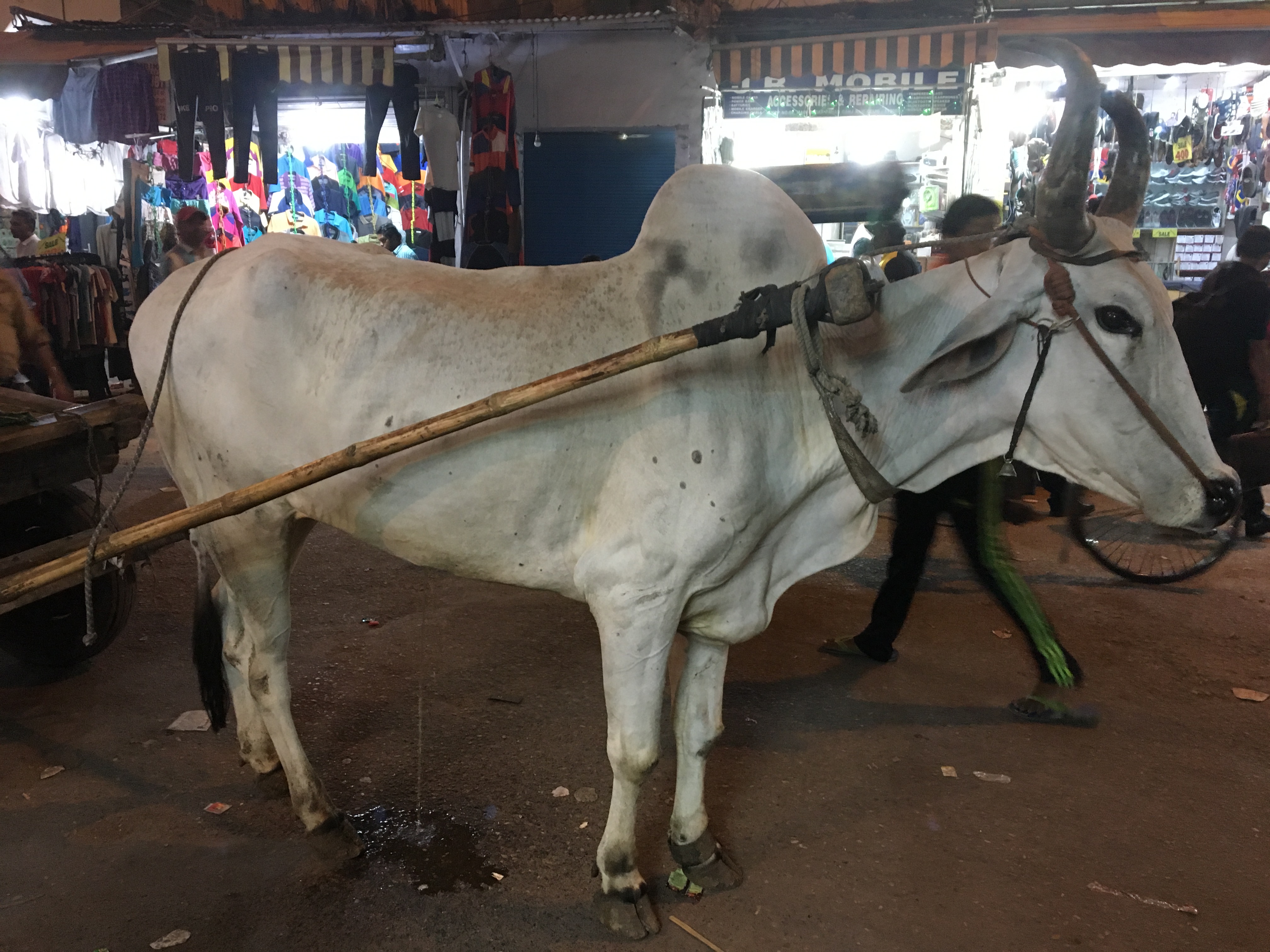 インド出発