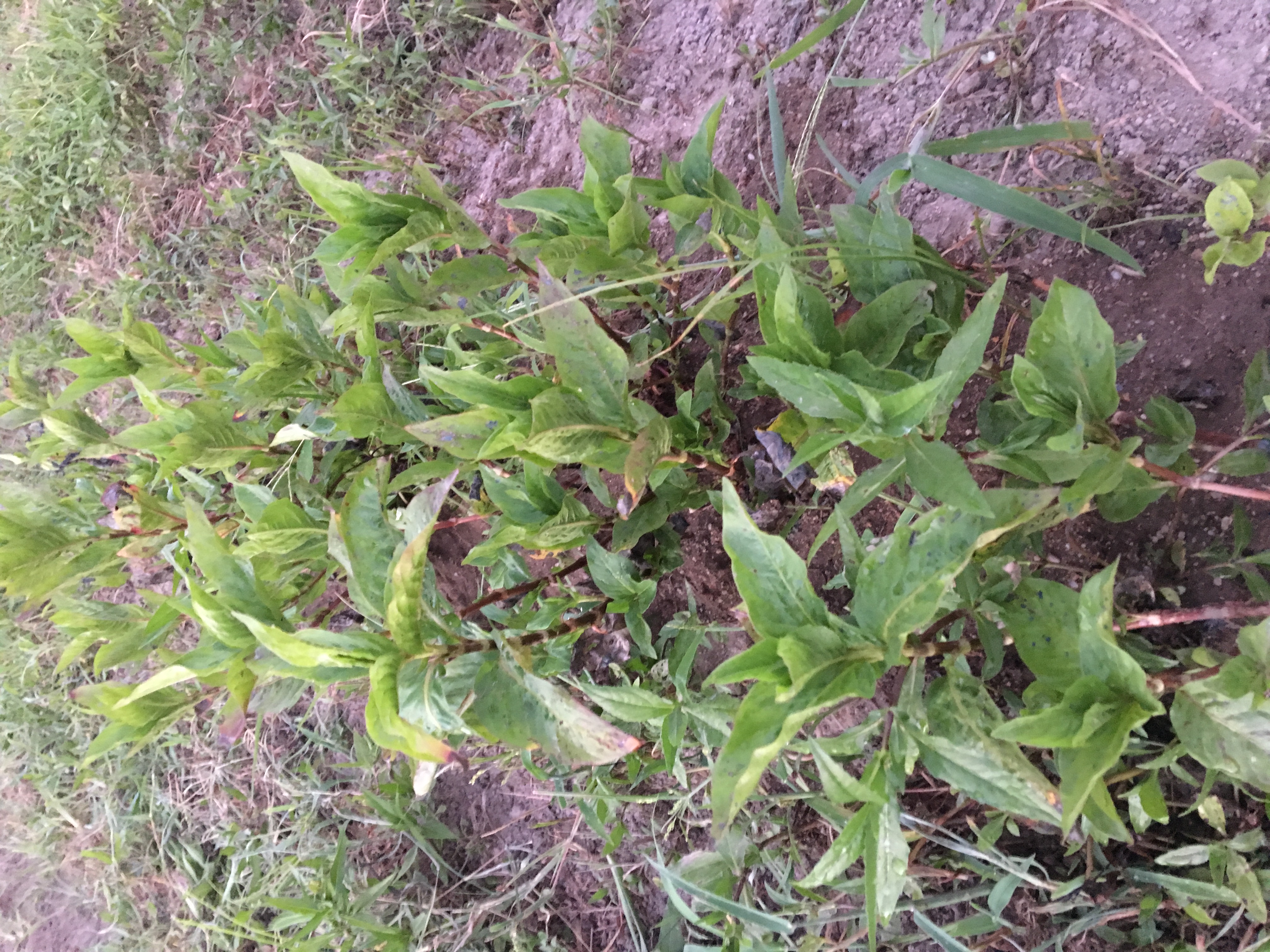 藍も育てています